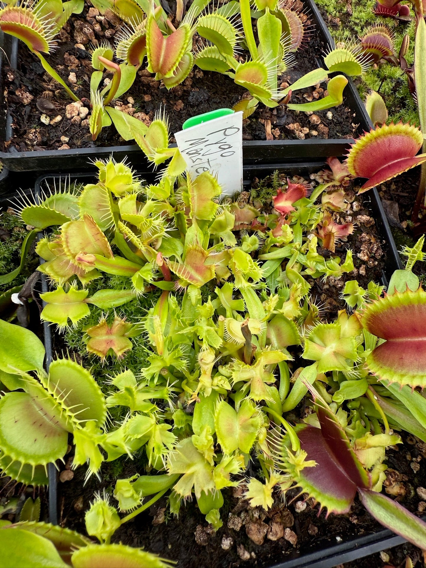 Dionaea muscipula Pygo Monster
