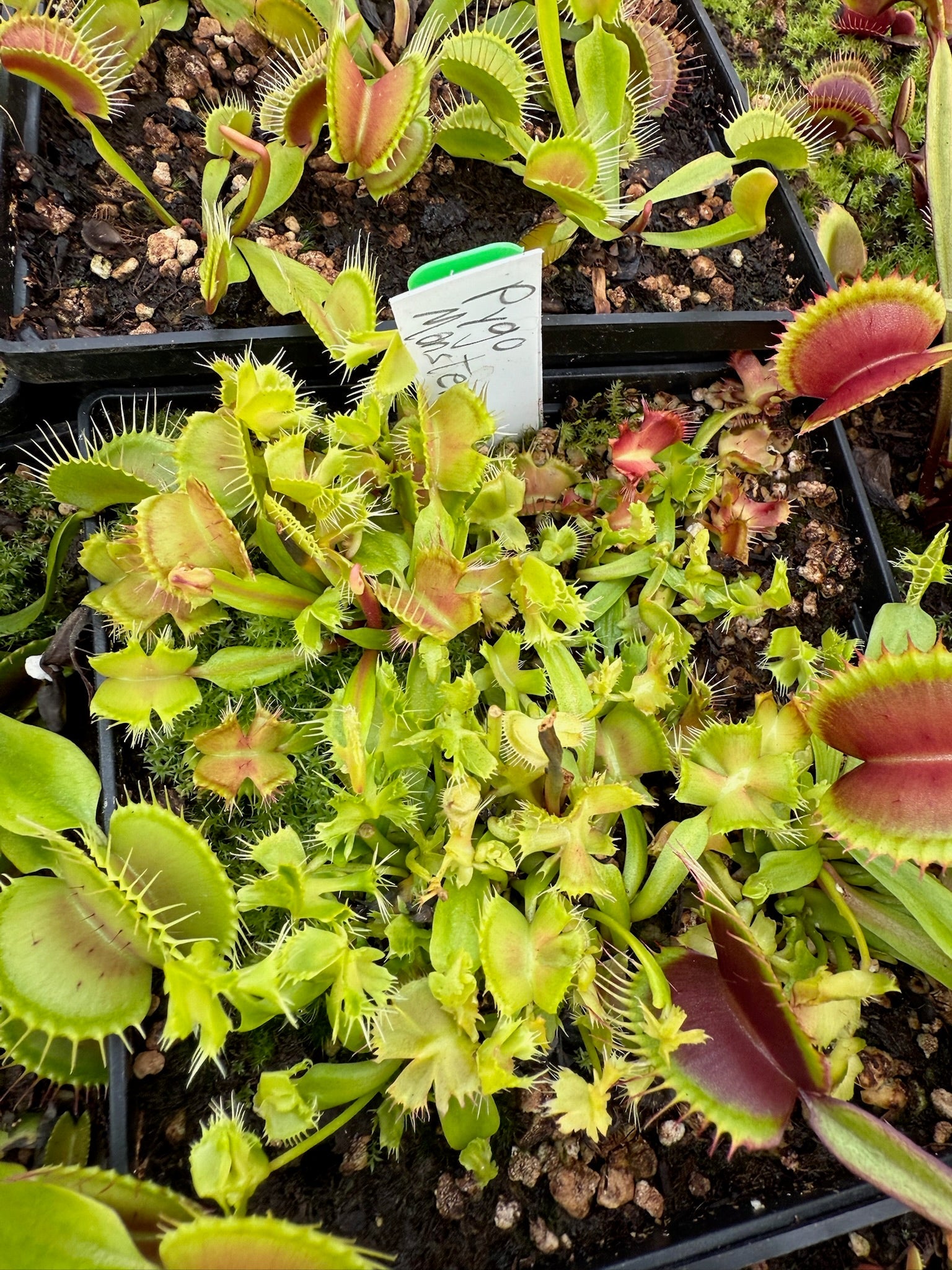 Dionaea muscipula Pygo Monster