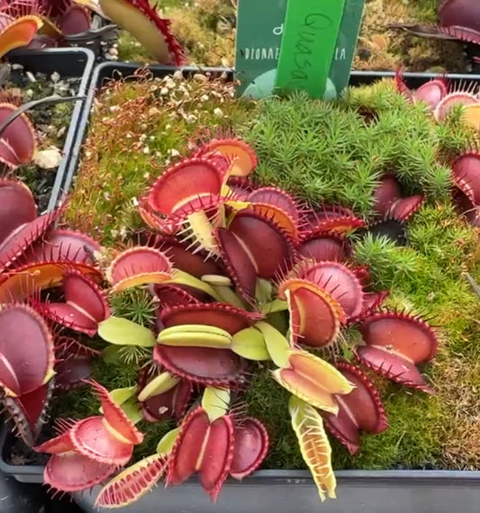 Dionaea muscipula Quasar