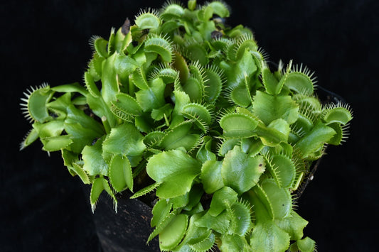 Dionaea muscipula Rabbit Teeth