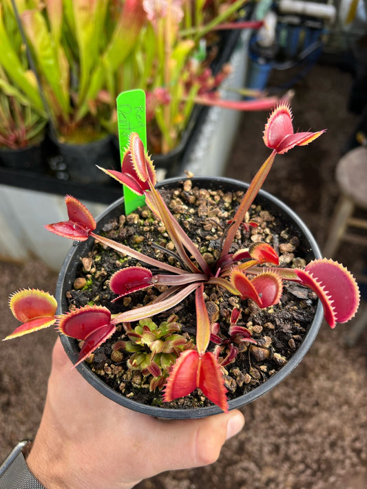 Dionaea muscipula Red Dentate