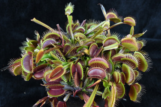 Dionaea muscipula Red Dragon