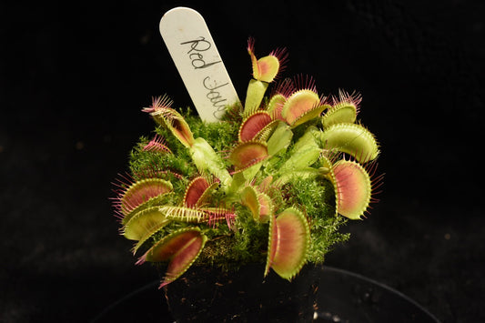 Dionaea muscipula Red Jaws