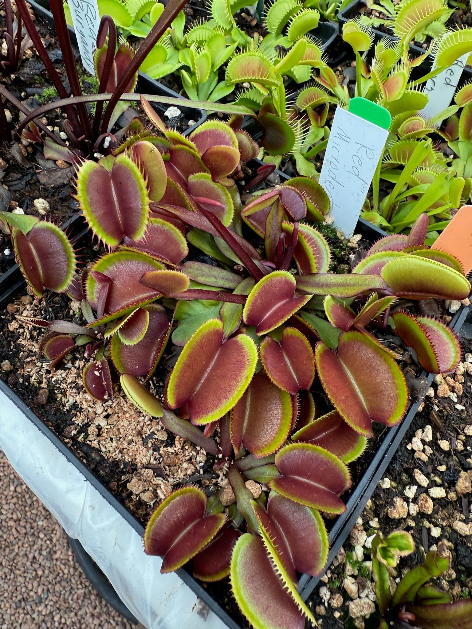 Dionaea muscipula Red Microdent