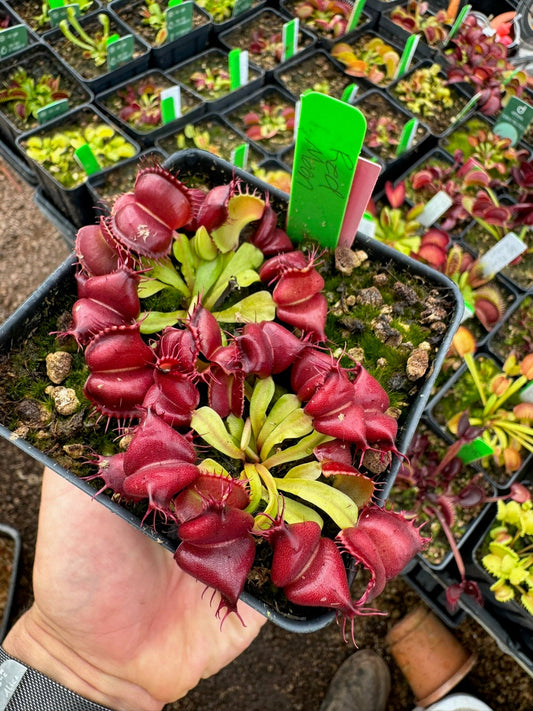 Dionaea muscipula Red Moon