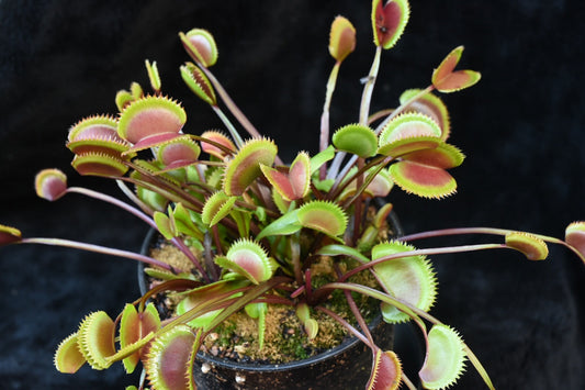 Dionaea muscipula Red Piranha