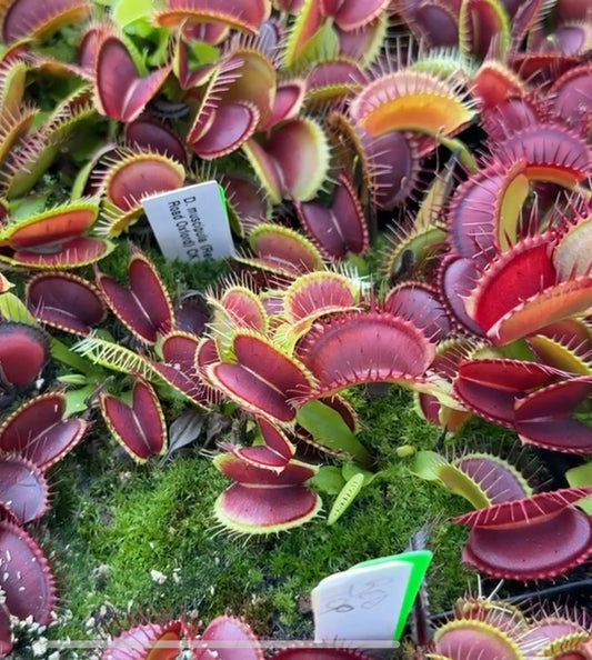 Dionaea muscipula Red Road Oxford CK