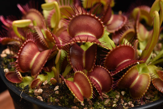 Dionaea muscipula Red Top