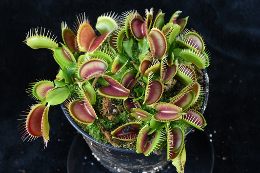 Dionaea muscipula Red/purple