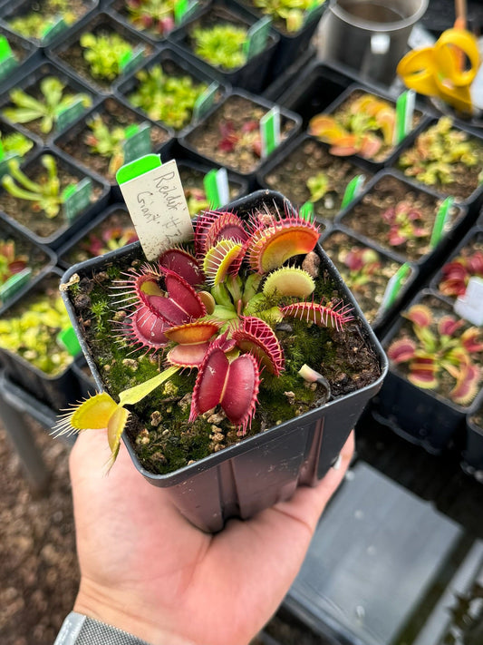 Dionaea muscipula Rehder Giant #2 FTS