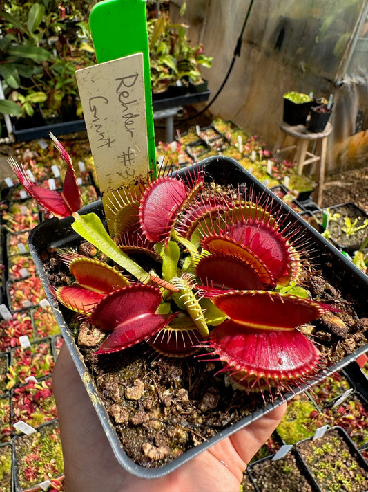 Dionaea muscipula Rehder Giant #3 FTS