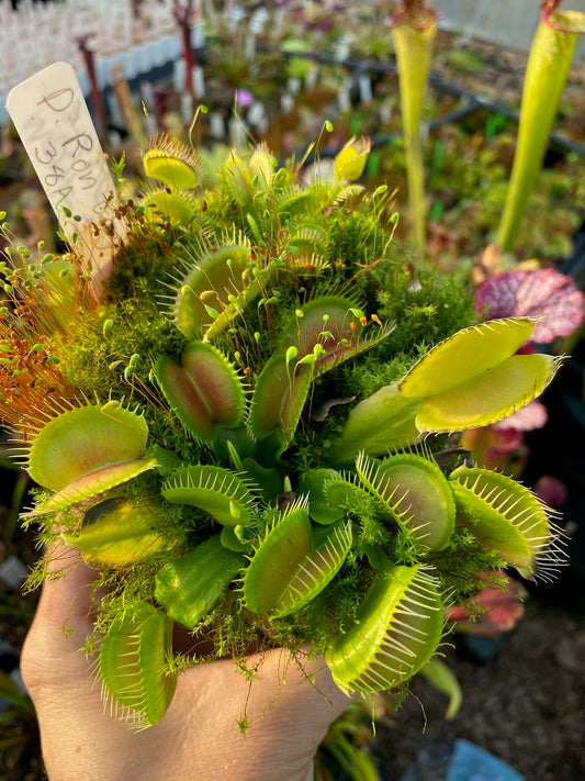 Dionaea muscipula Ron Gagliardo 38A