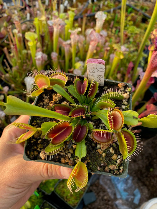 Dionaea muscipula Ron Gagliardo 38J