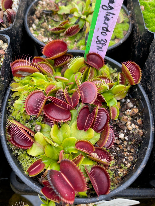 Dionaea muscipula Ron Gagliardo 38N