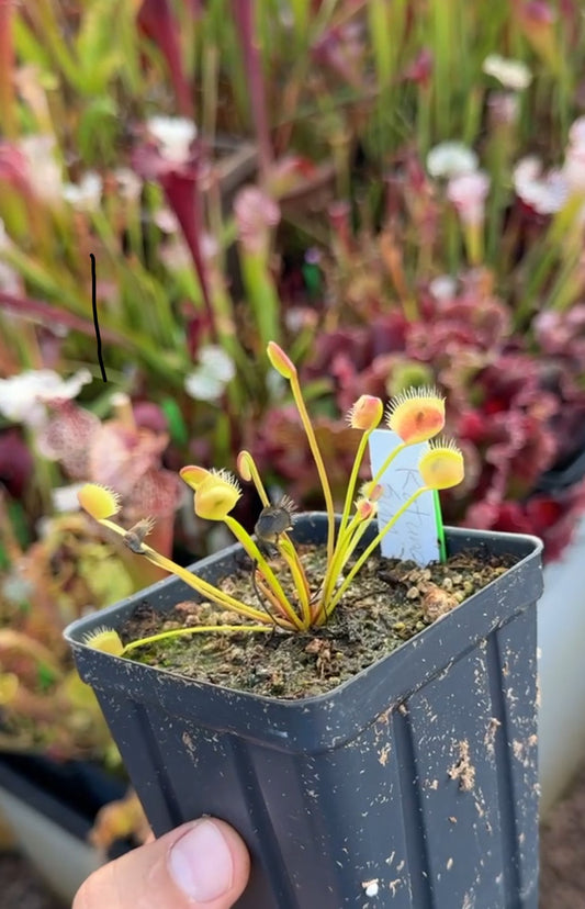Dionaea muscipula Rotund Sun