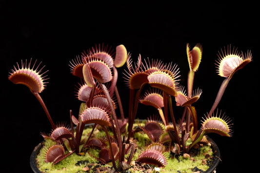 Dionaea muscipula Royal Red