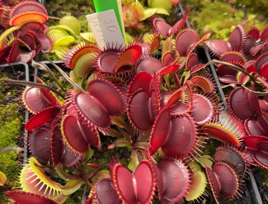 Dionaea muscipula SD Draco