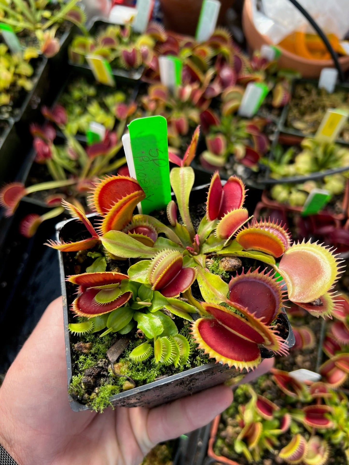 Dionaea muscipula SD Phoenix