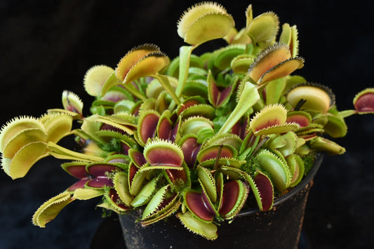 Dionaea muscipula Sawtooth