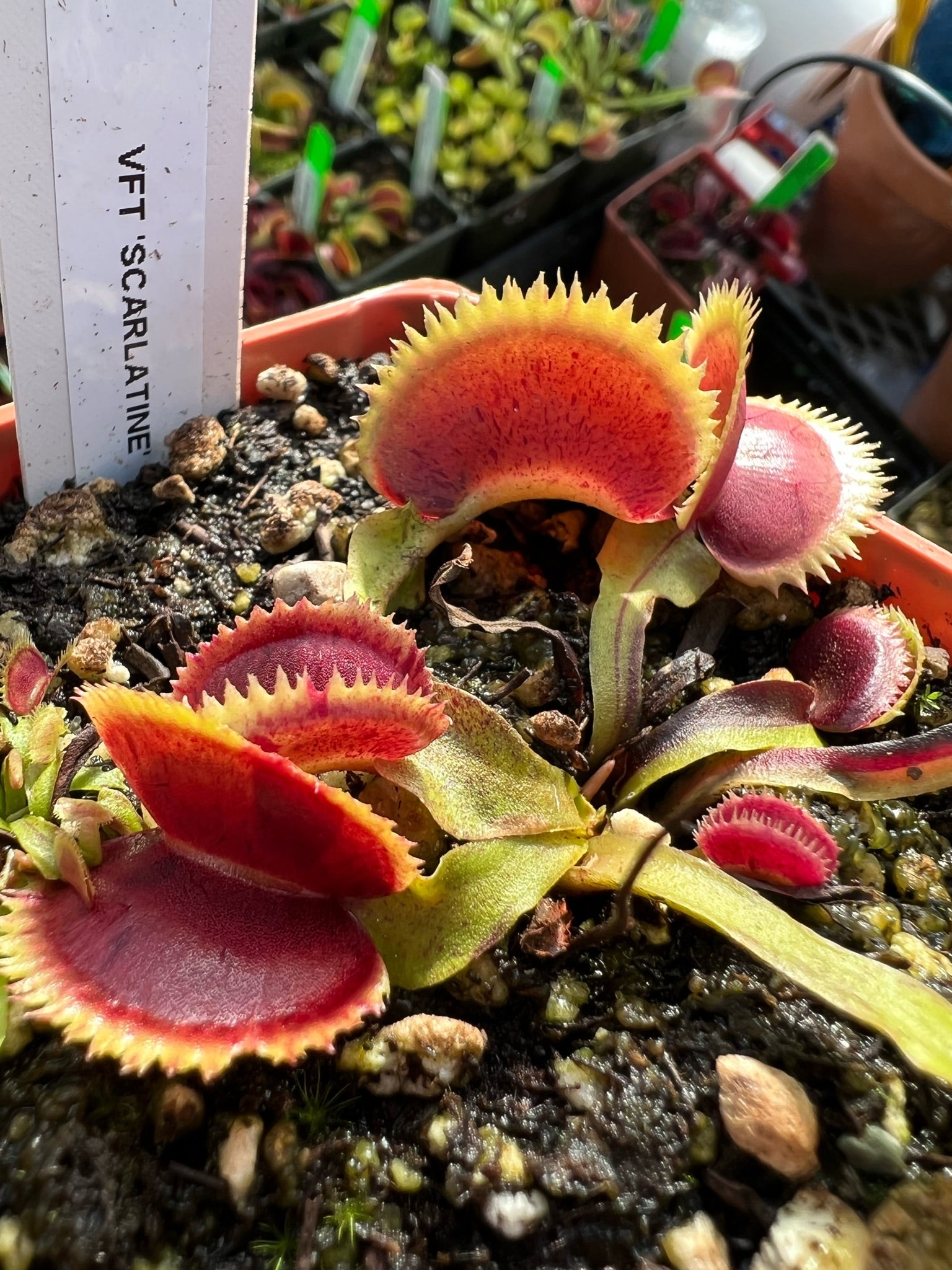 Dionaea muscipula Scarlatine