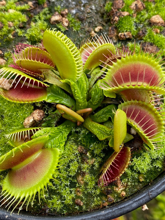 Dionaea muscipula Schuppenstiel 2