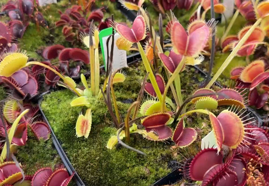 Dionaea muscipula Schuppenstiel Thomas