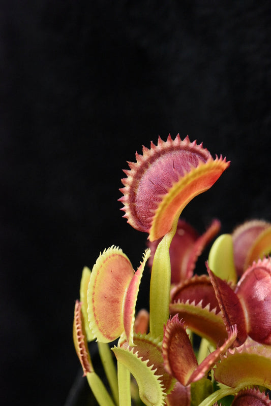 Dionaea muscipula Shogun Star