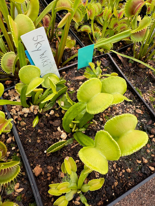 Dionaea muscipula Sly Wiki