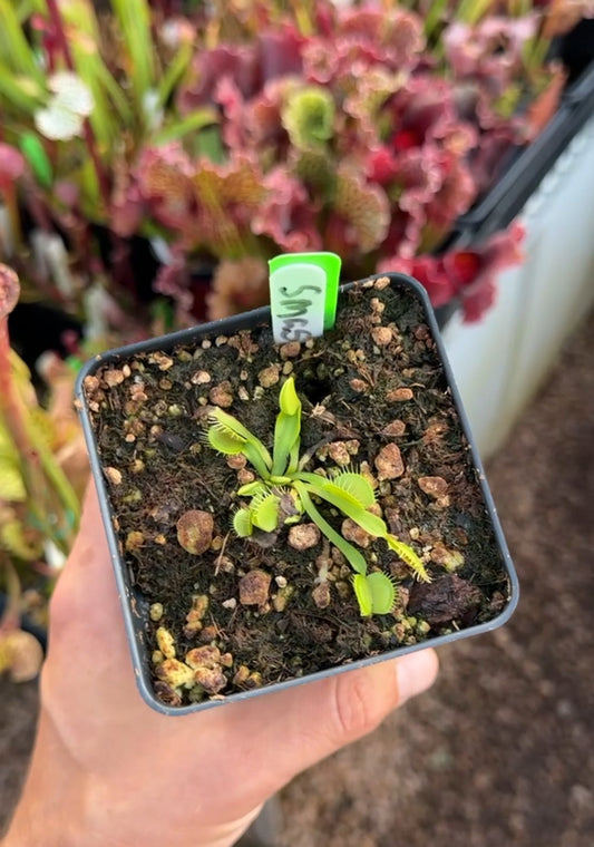 Dionaea muscipula Smash