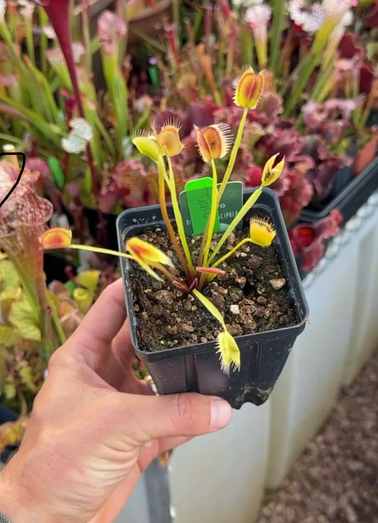 Dionaea muscipula Sonic
