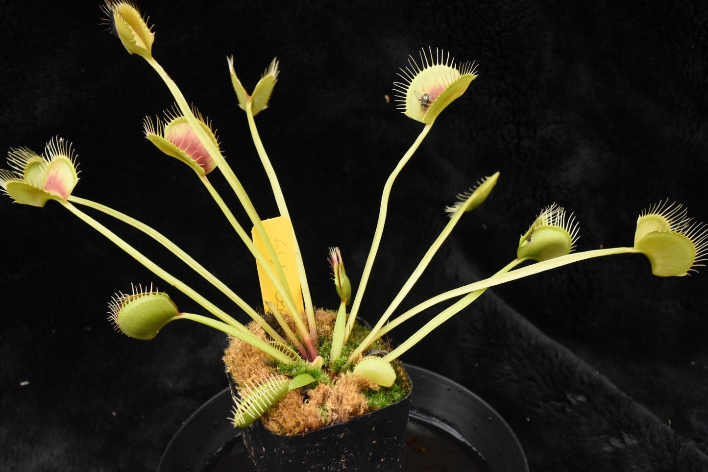 Dionaea muscipula SouthWest Giant