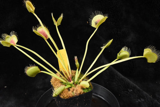 Dionaea muscipula SouthWest Giant