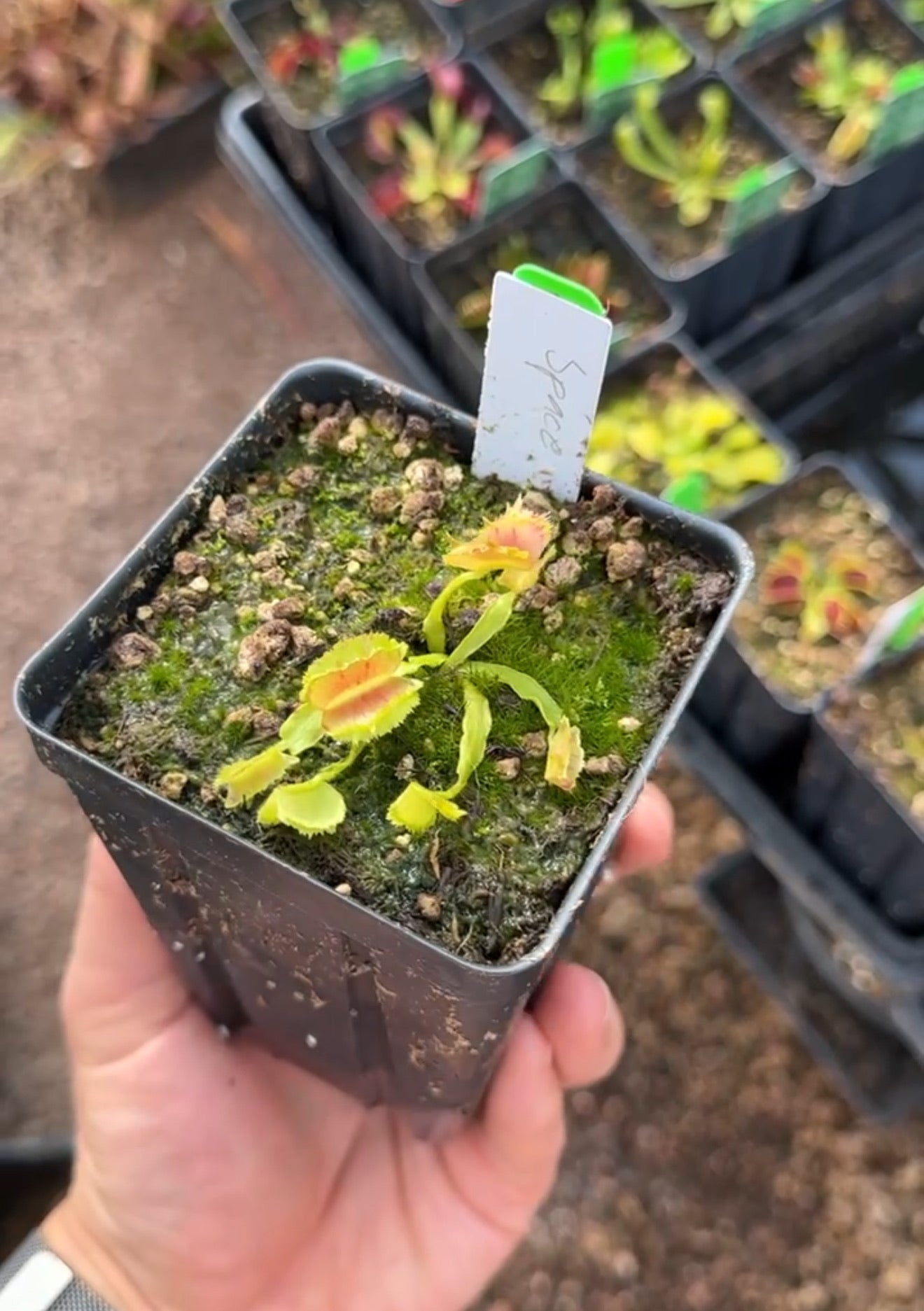 Dionaea muscipula Space