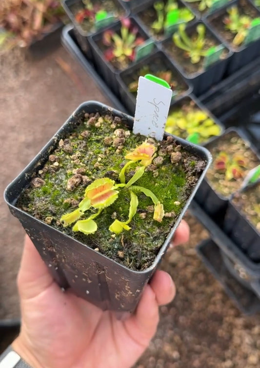 Dionaea muscipula Space
