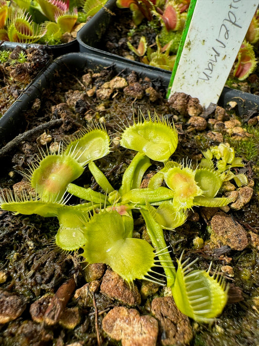 Dionaea muscipula SpiderMan