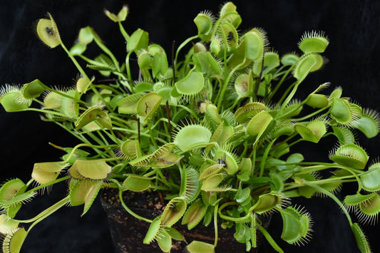 Dionaea muscipula Spider