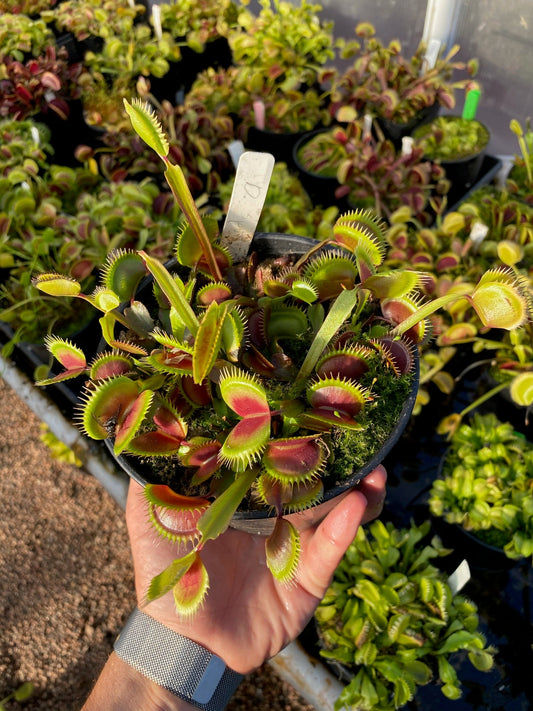 Dionaea muscipula Spotty