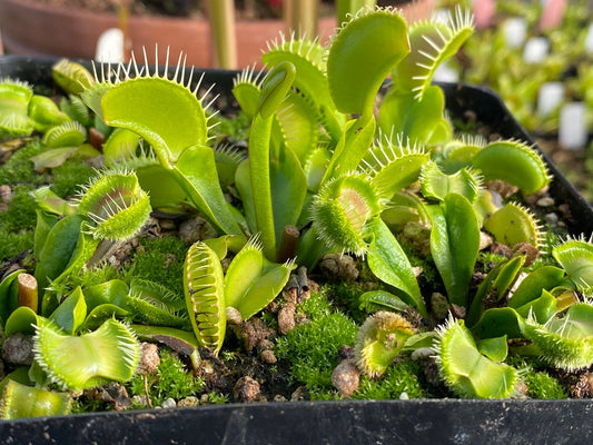 Dionaea muscipula St Patrick’s Beard
