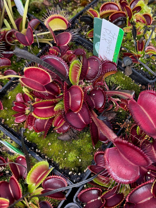 Dionaea muscipula Straubi's Pink