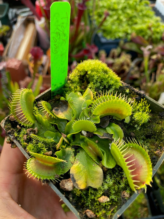 Dionaea muscipula Tiger Fang