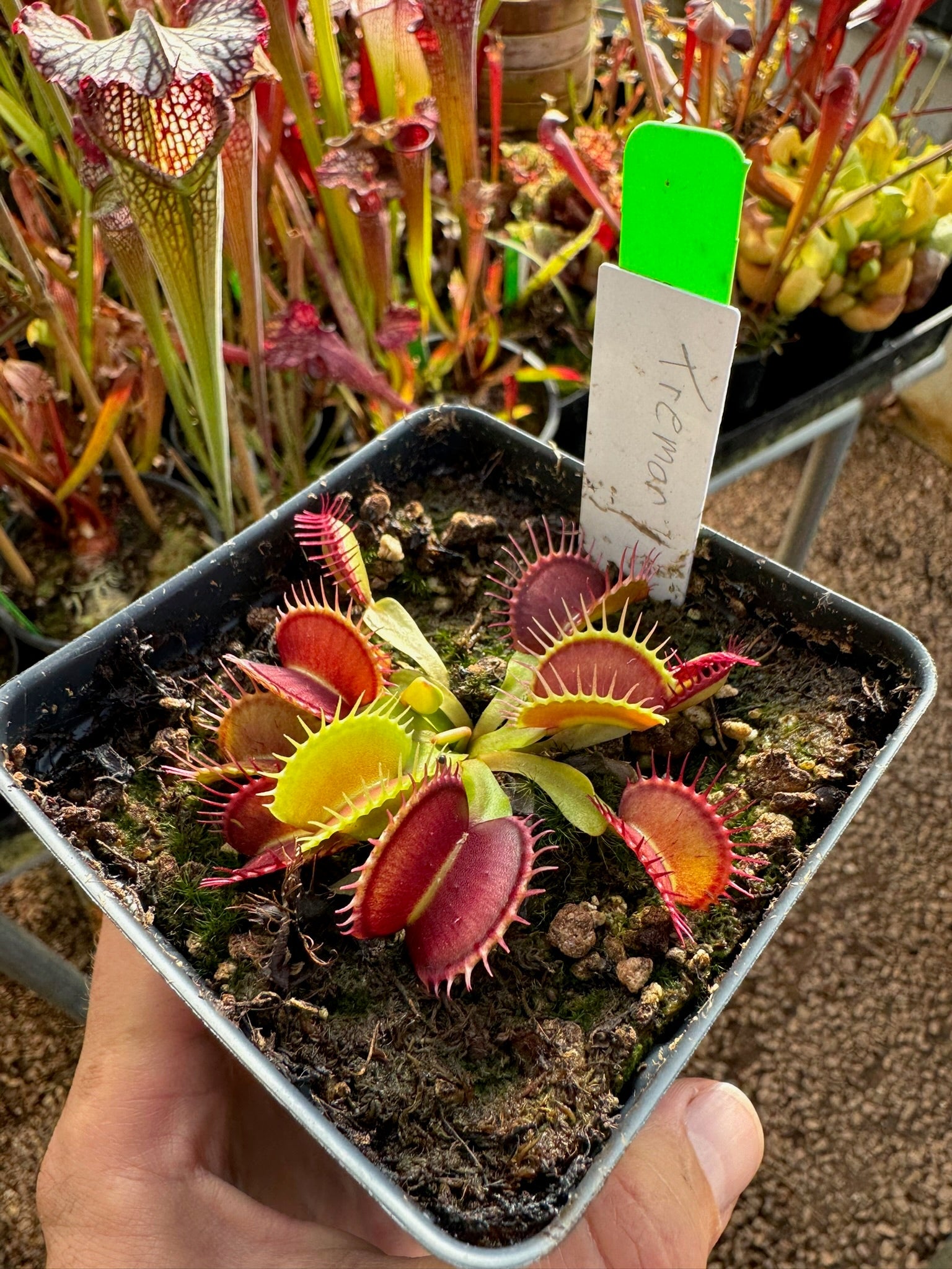Dionaea muscipula Tremor