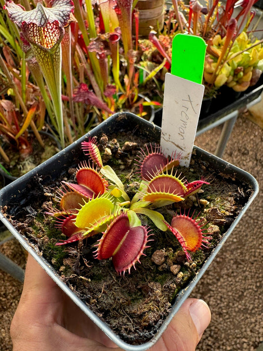 Dionaea muscipula Tremor