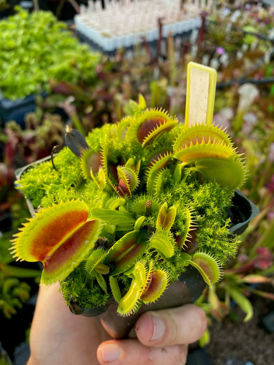 Dionaea muscipula Trev’s Dracula