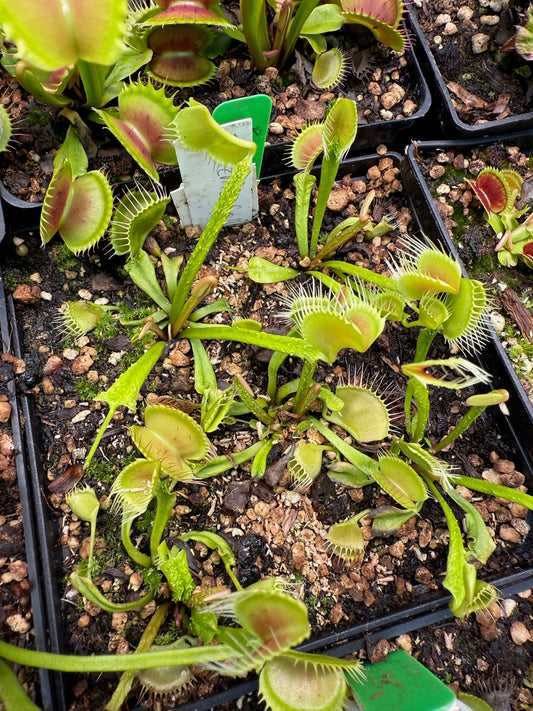 Dionaea muscipula Trichterfalle