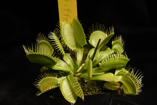 Dionaea muscipula Triffid Traps