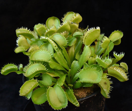 Dionaea muscipula Triton
