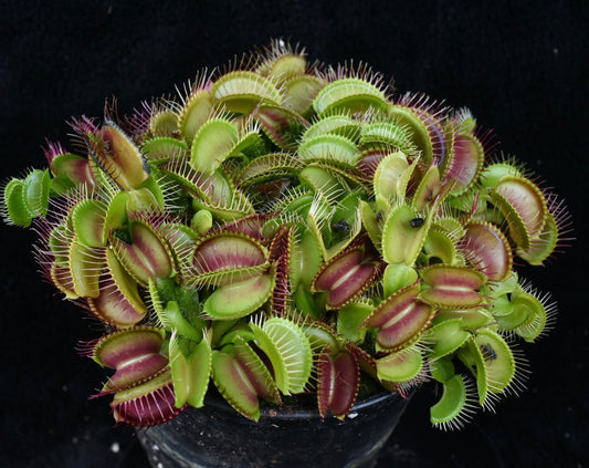 Dionaea muscipula Typical
