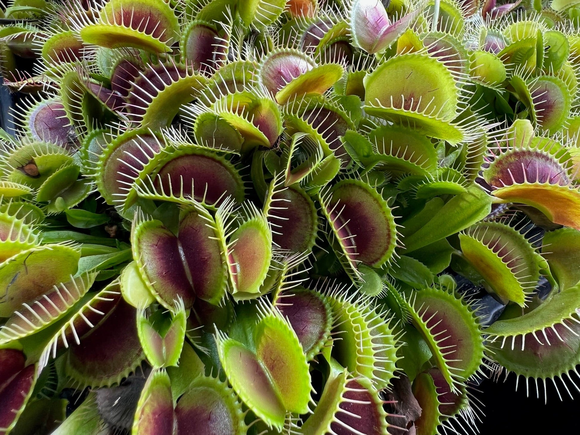 Dionaea muscipula Typical DW From Northrop