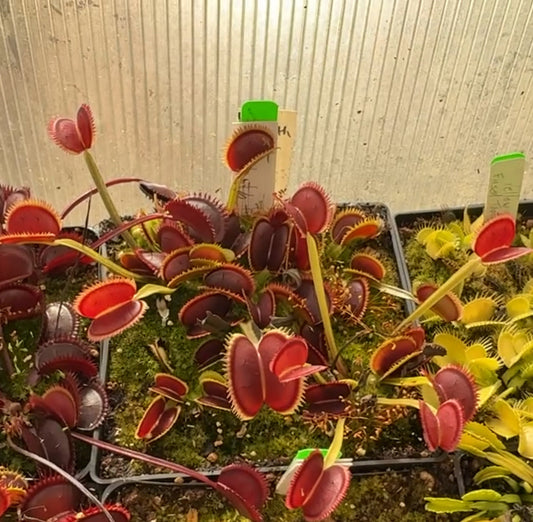 Dionaea muscipula UK Sawtooth II