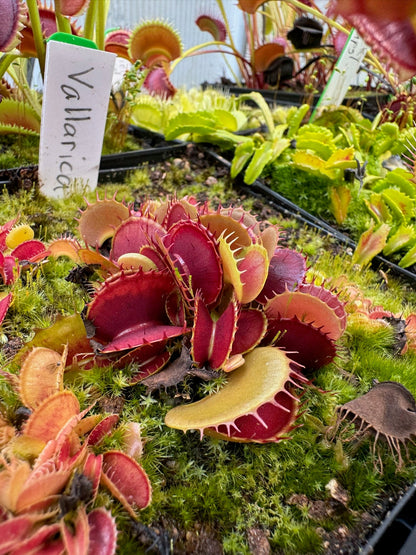 Dionaea muscipula Vallaria
